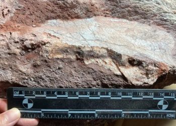 First-ever dinosaur fossils discovered in Hong Kong