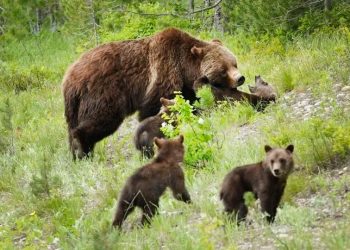 A grizzly bear that delighted Grand Teton visitors for decades has been killed by a vehicle in Wyoming