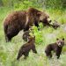 A grizzly bear that delighted Grand Teton visitors for decades has been killed by a vehicle in Wyoming